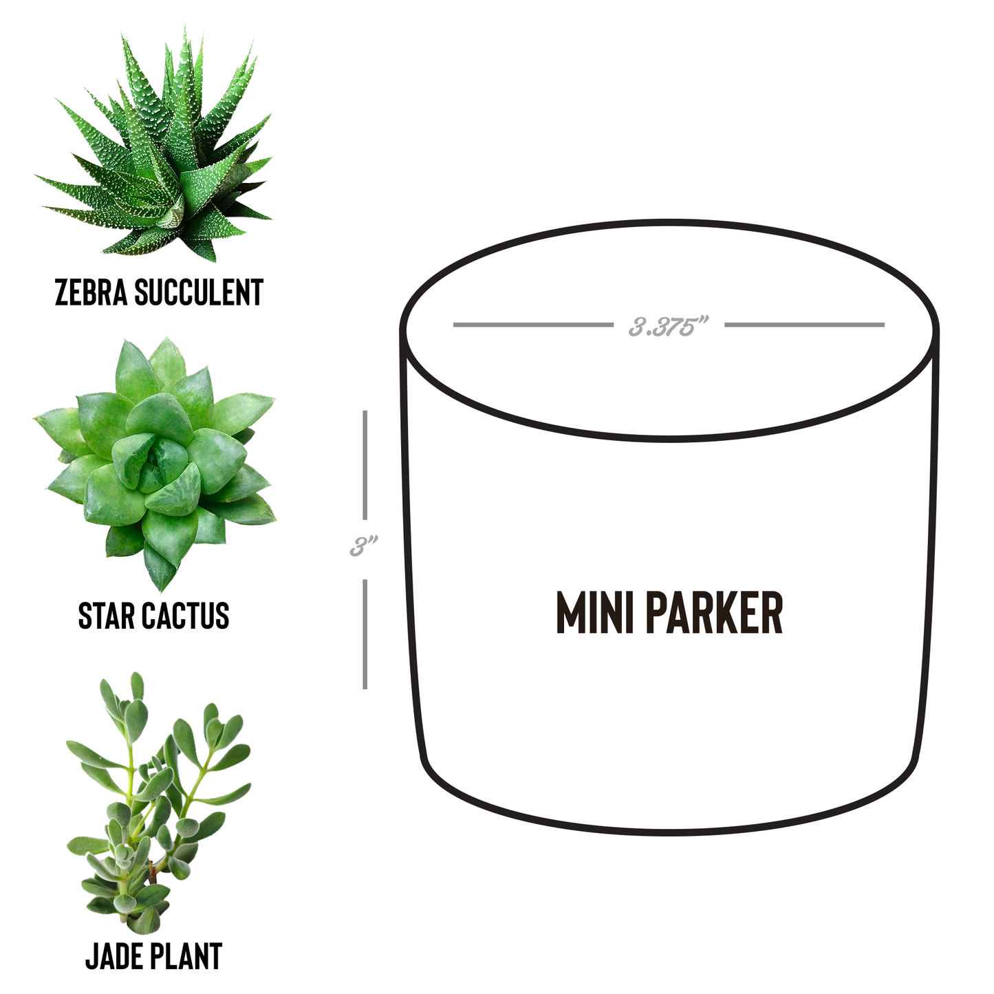 Rooted_In_Faith_Plant_Pot_Christian_Pla_Parker_Spec_Mockup.png